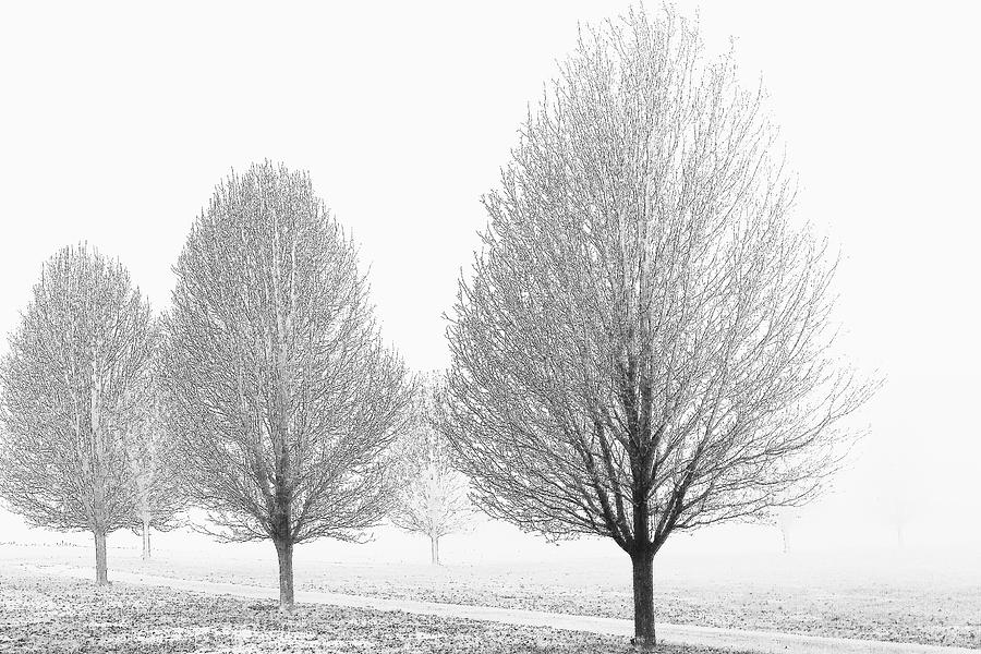 Frosty Trees Photograph by Paul Kercher