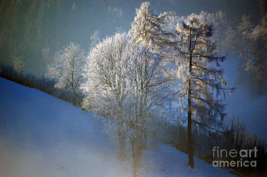 Frosty Trees - Winter in Switzerland Photograph by Susanne Van Hulst