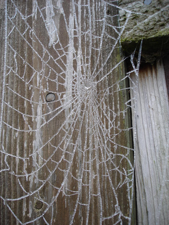 Winter Photograph - Frosty Web by Susan Baker