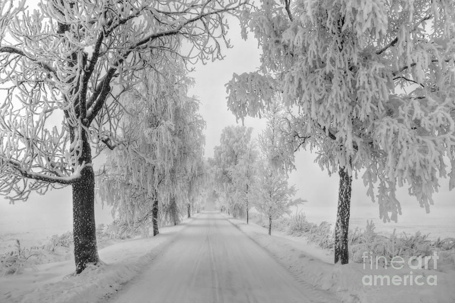 Winter Photograph - Frosty winter morning by Veikko Suikkanen