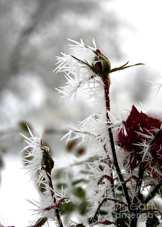 Frosty Winter Rose Buds Photograph by Carol Groenen