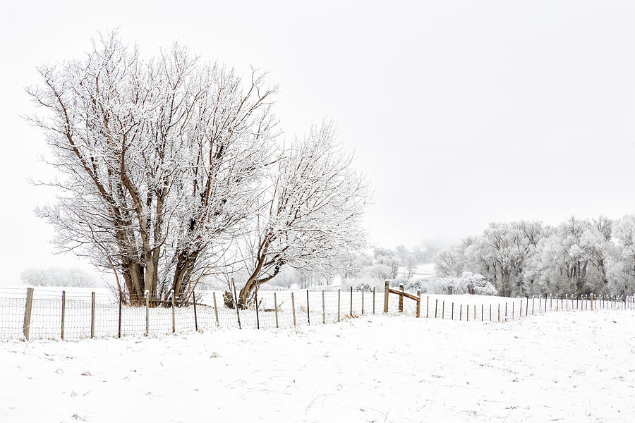 Frosty Winter Scene Photograph by Denise Bush