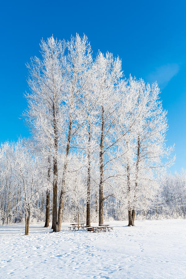Frosty Wonderland Photograph by Nebojsa Novakovic