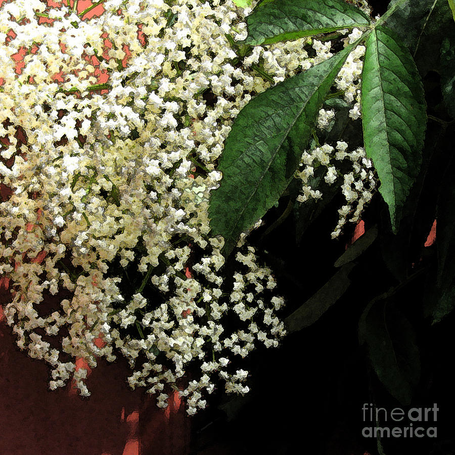 Frothy Elderberry Blossom with Fresco Filter Photograph by Conni Schaftenaar