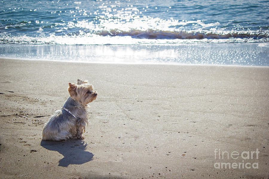 Froux Froux Beach Dog of Cannes Photograph by Becqi Sherman