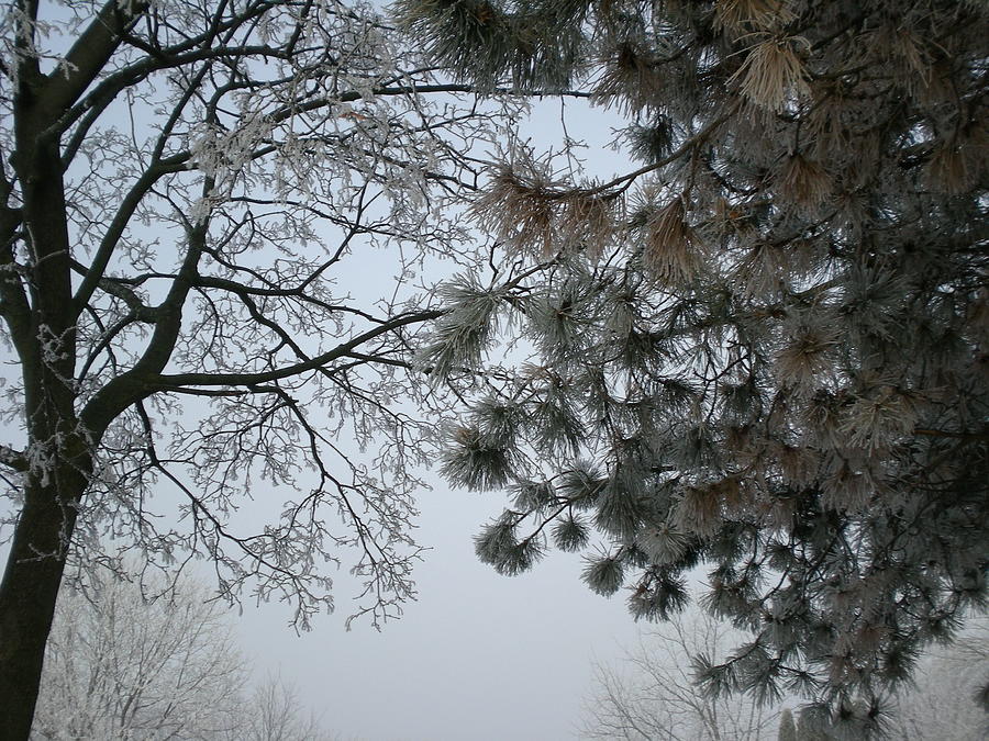 Winter Photograph - Frozen Air by Shigeo Akiyama
