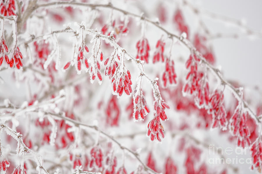 Red and White Frozen Beauty Photograph by Cheryl Baxter