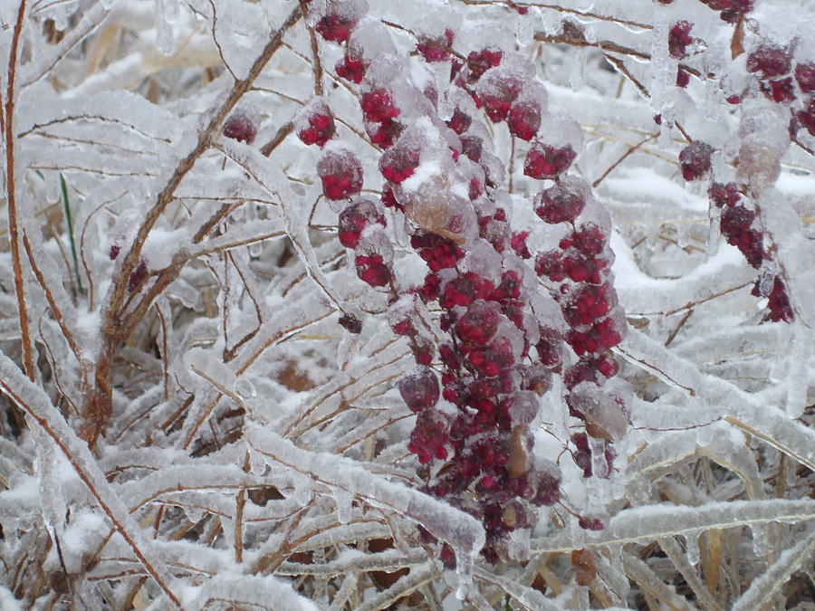 Frozen Berries Photograph by Allison Jones - Fine Art America