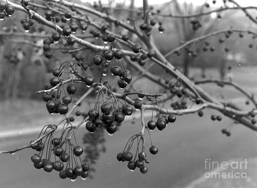 Winter Photograph - Frozen Berries by Kayla Race