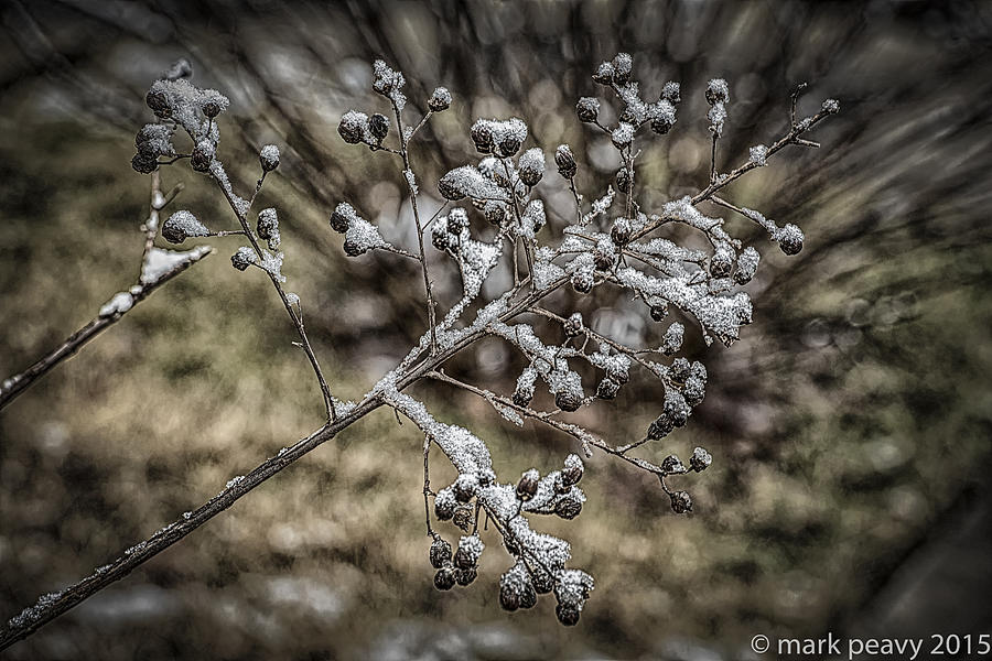 Frozen Berries Photograph by Mark Peavy