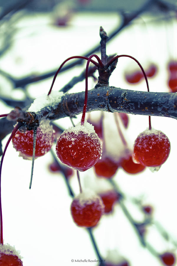 Frozen Berries Photograph by Michelle Ressler
