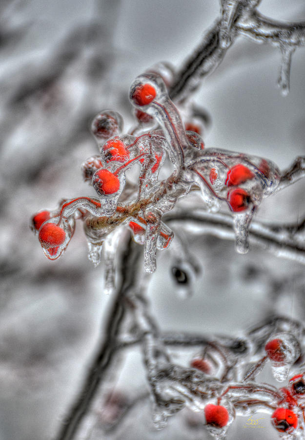 Frozen Berries Photograph by Sam Davis Johnson