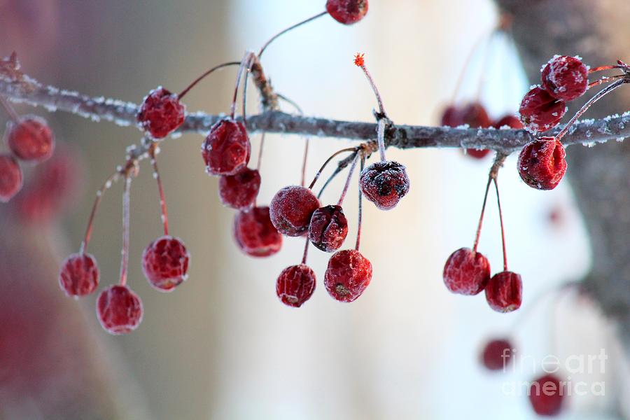 Winter Photograph - Frozen Berries by Stephanie Kripa