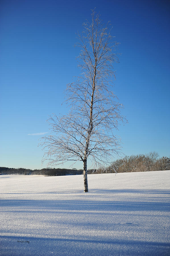 Frozen Birch Photograph by Randi Grace Nilsberg