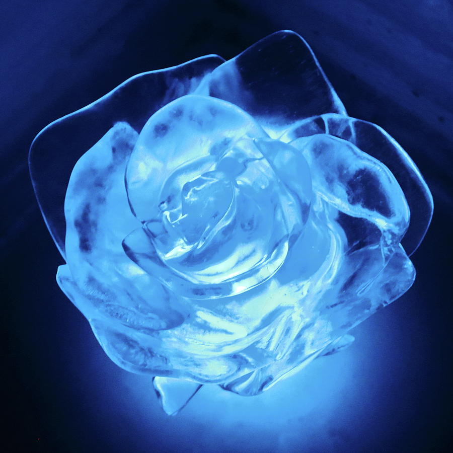 Frozen Blue Rose Photograph by Chris Christensen