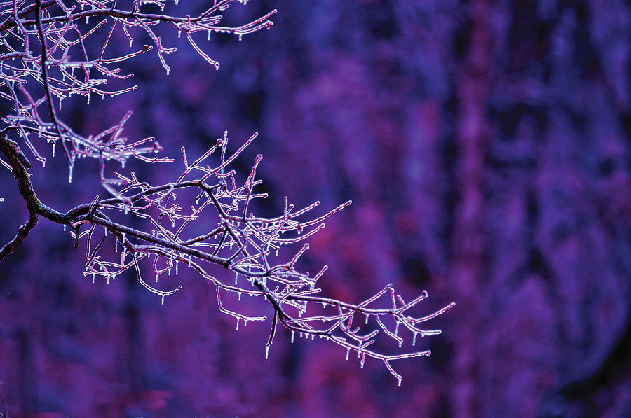 Frozen Branches Photograph by Don Wolf