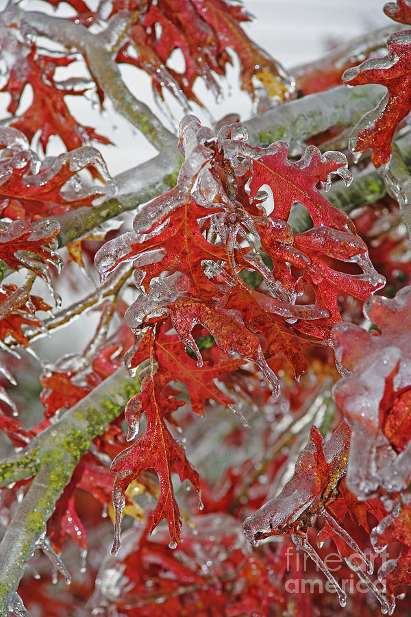 Frozen Brown Leaves Photograph by Randy Harris