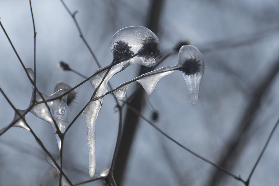 Frozen Bubbles Photograph by Brooke Bowdren
