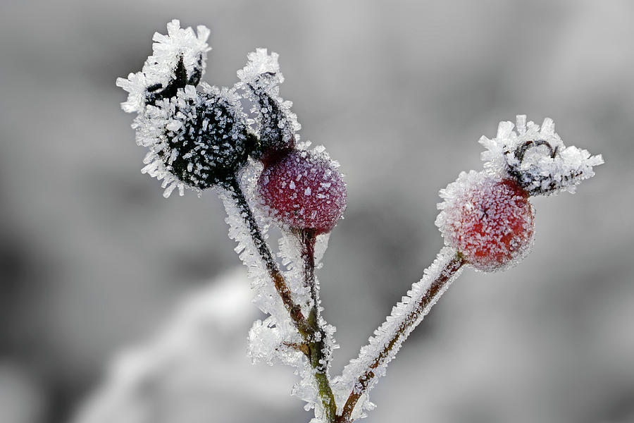 Frozen buds Photograph by Inge Riis McDonald