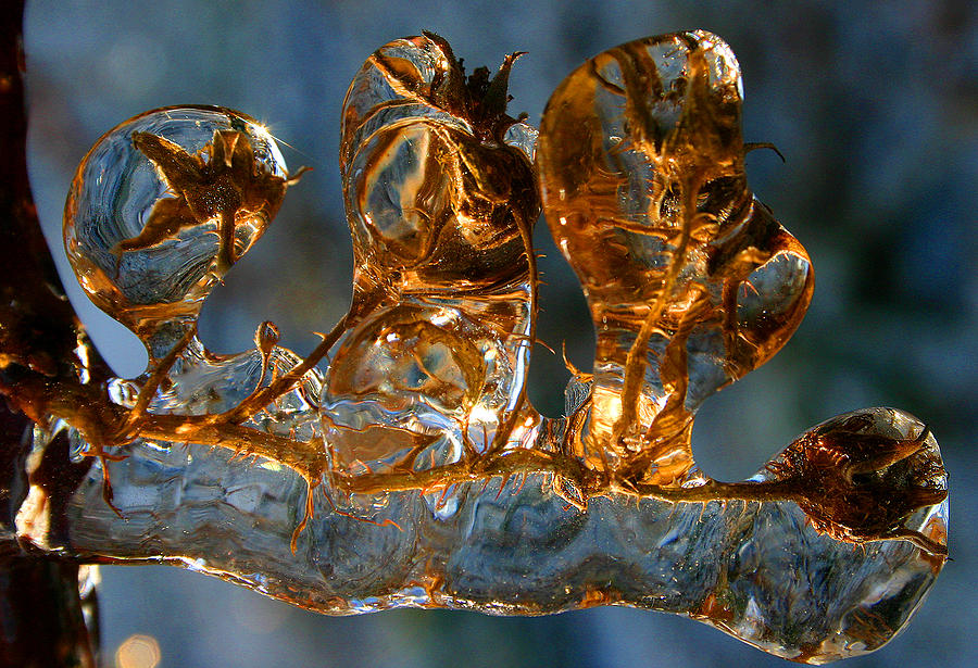 Winter Photograph - Frozen Buds by Rick Macomber