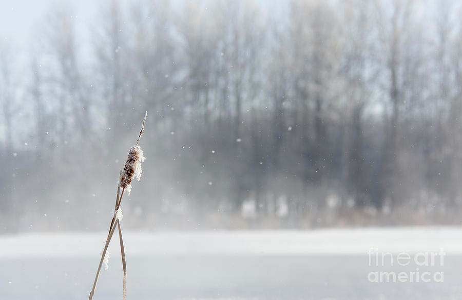 Frozen Cattail Winter Scene Photograph by Cheryl Baxter