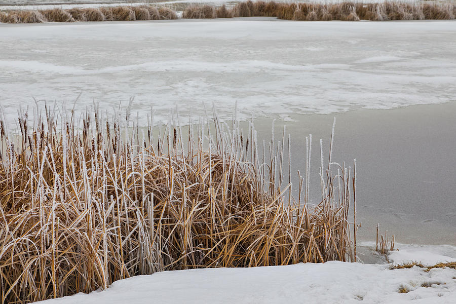 Frozen Cattails On The Waters Edge Photograph by Lorraine Baum