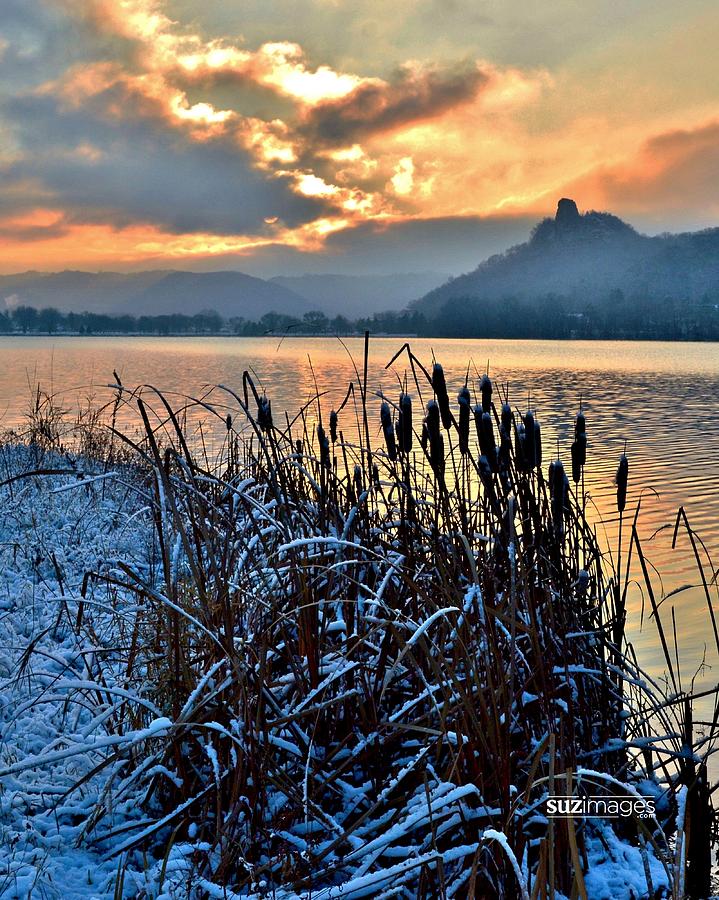 Frozen Cattails by Susie Loechler Frozen Cattails by Susie Loechler