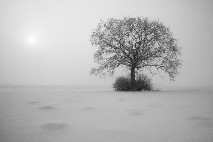 Winter Photograph - Frozen by Davorin Mance