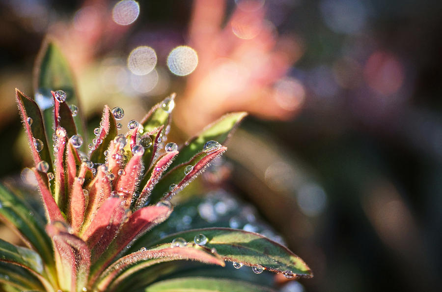 Frozen Dew Photograph by Cameron Wood
