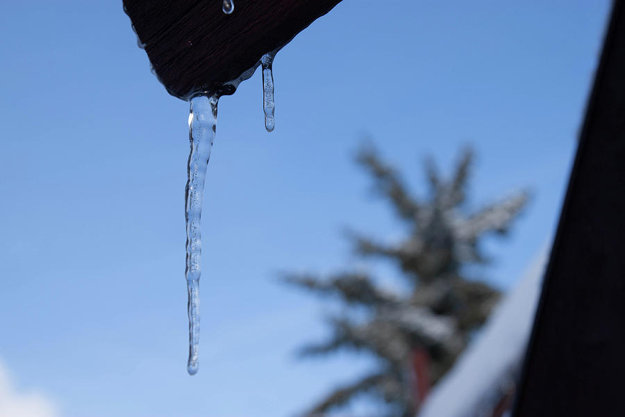 Frozen Dew Drop Photograph by J Squared | Fine Art America