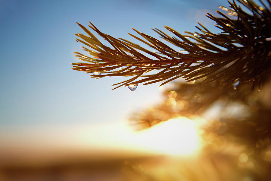 Frozen Dew Drops Glittering On A Pine Twig Photograph