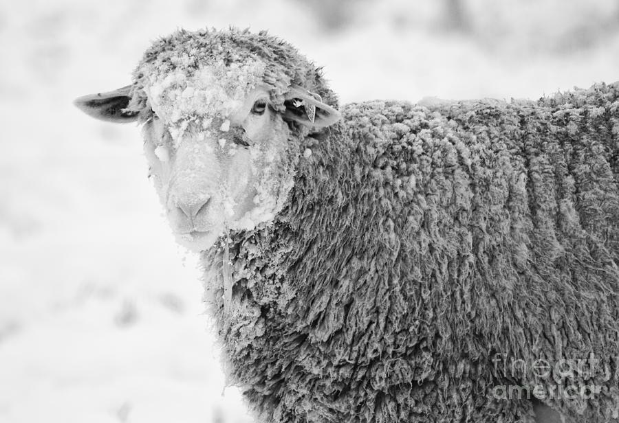 Sheep Photograph - Frozen Dinner by Michael Dawson