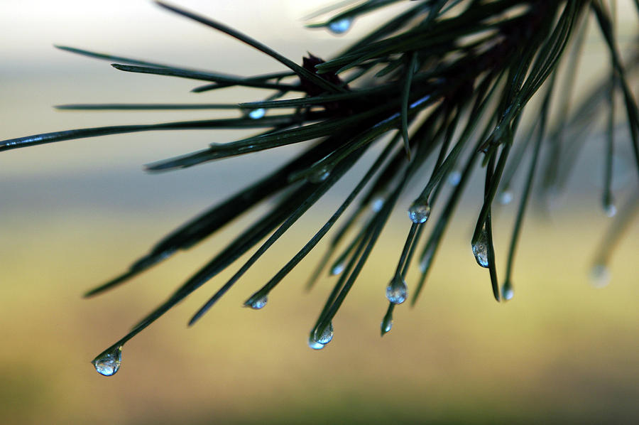 Frozen Droplets Photograph by Denise Elfenbein