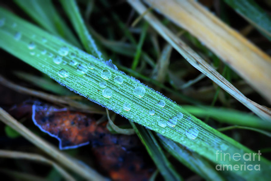 Frozen Droplets Photograph by Kerri Farley