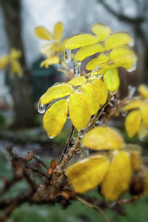 Frozen Drops Photograph by Belinda Greb