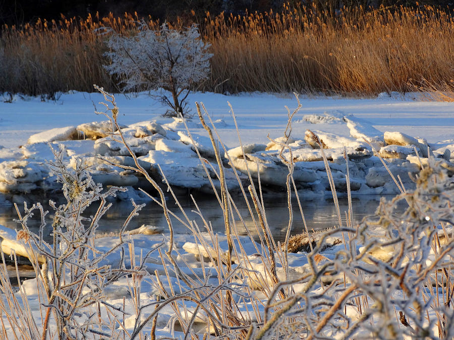 Winter Photograph - Frozen Fantasy  by Dianne Cowen Cape Cod Photography