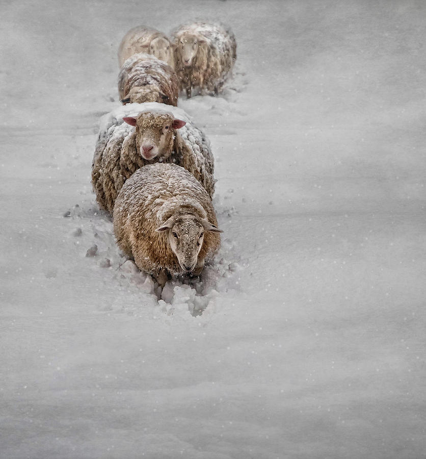 Sheep Photograph - Frozen Fleece by Robin-Lee Vieira