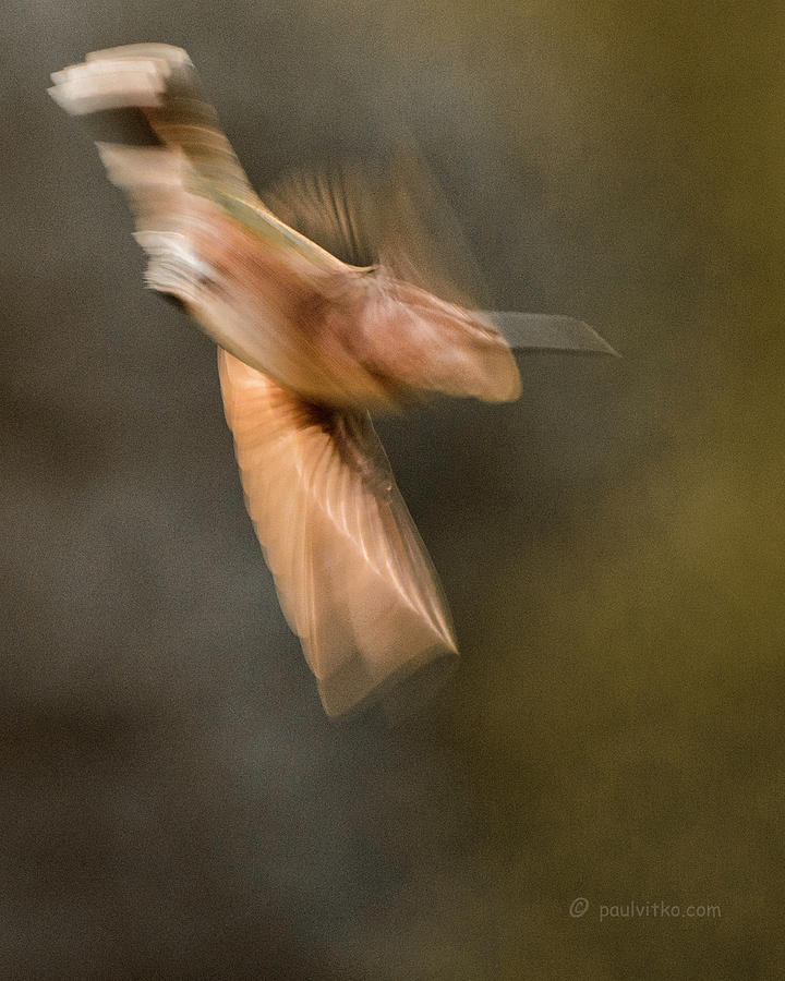 ...frozen Flight Hummingbird.... Photograph by Paul Vitko