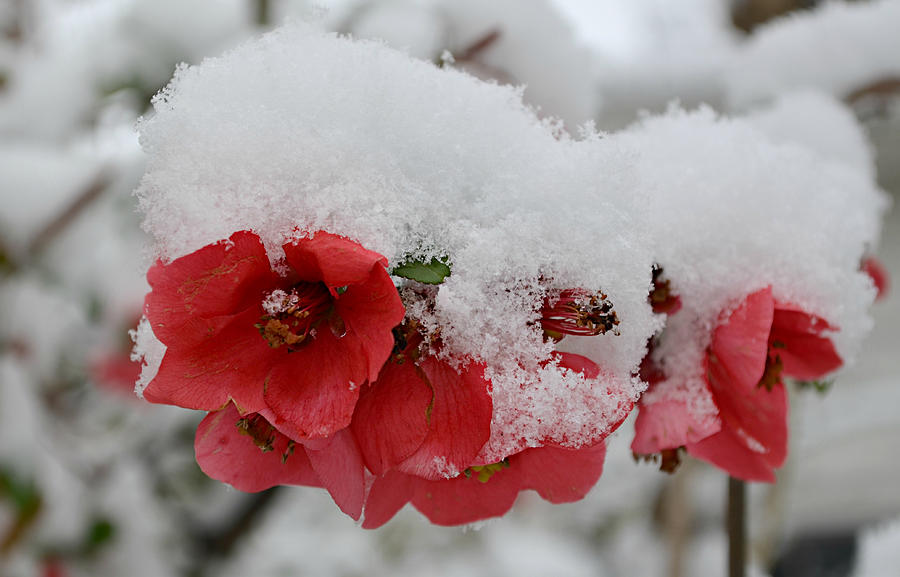 Frozen Flowers Photograph by Ally White