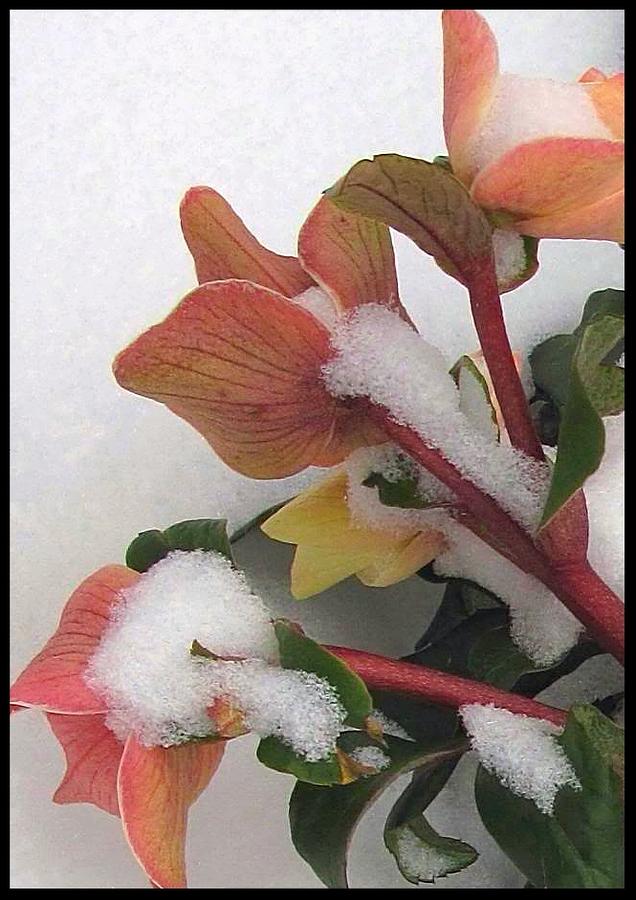 Frozen Flowers Photograph by Betty Buller Whitehead