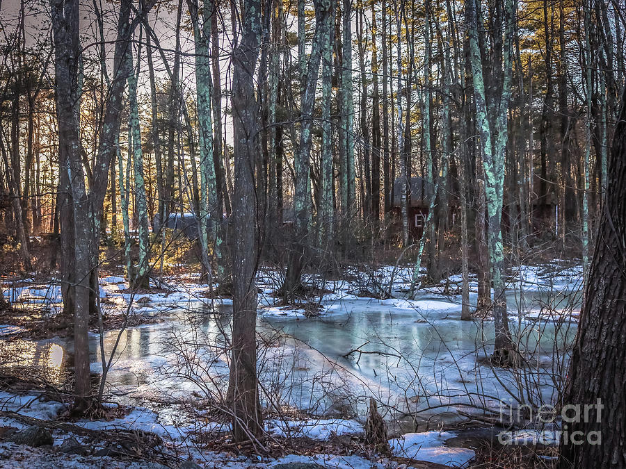 Frozen forest Photograph by Claudia M Photography