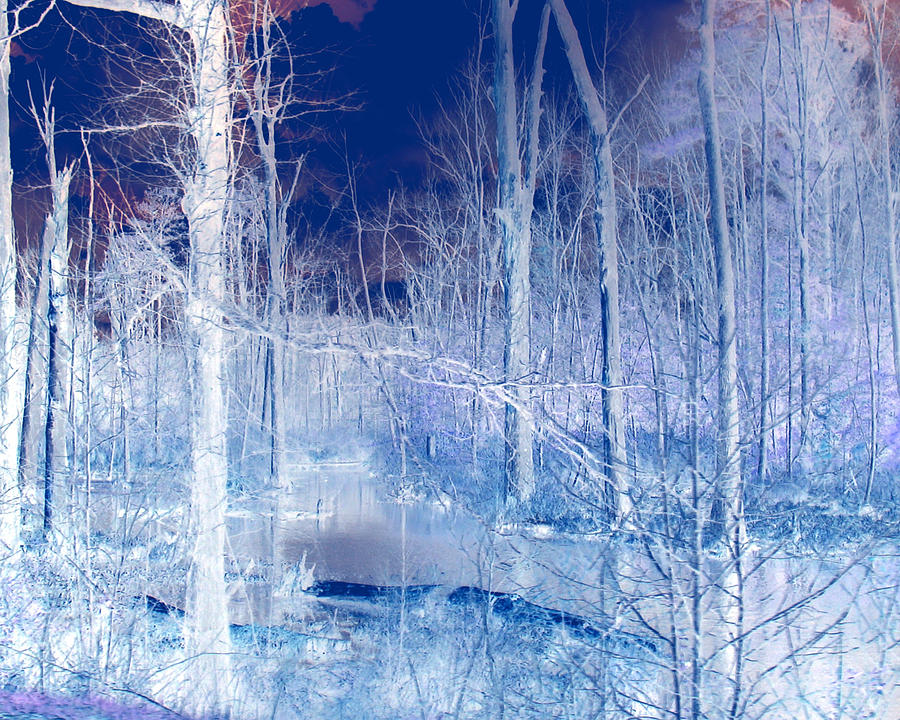 Frozen Forest Photograph by Tracy Daniels - Fine Art America