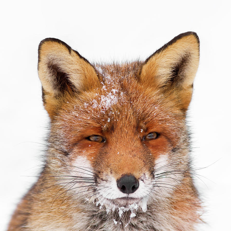 Winter Photograph - Frozen Fox by Roeselien Raimond