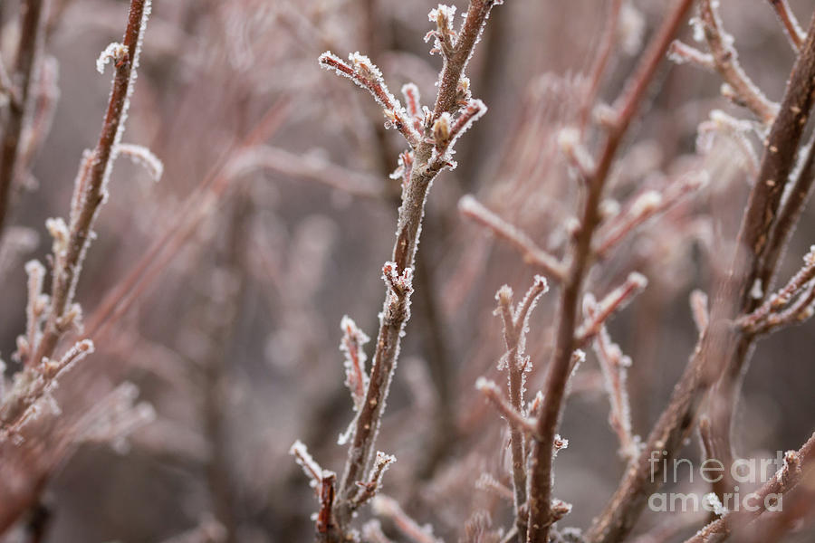 Frozen Garden Photograph by Ana V Ramirez