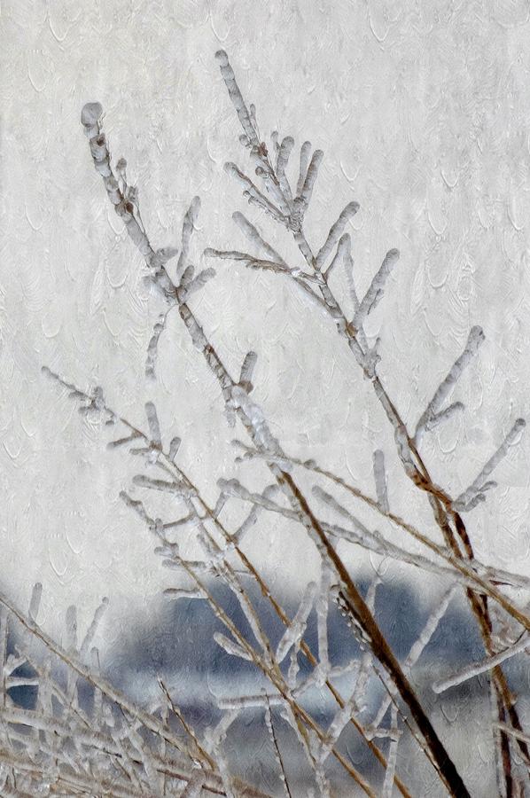 Frozen Grass Photograph by Annie Adkins