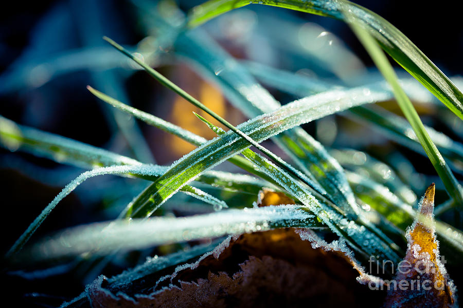 Frozen grass Autumn Photograph by Raimond Klavins