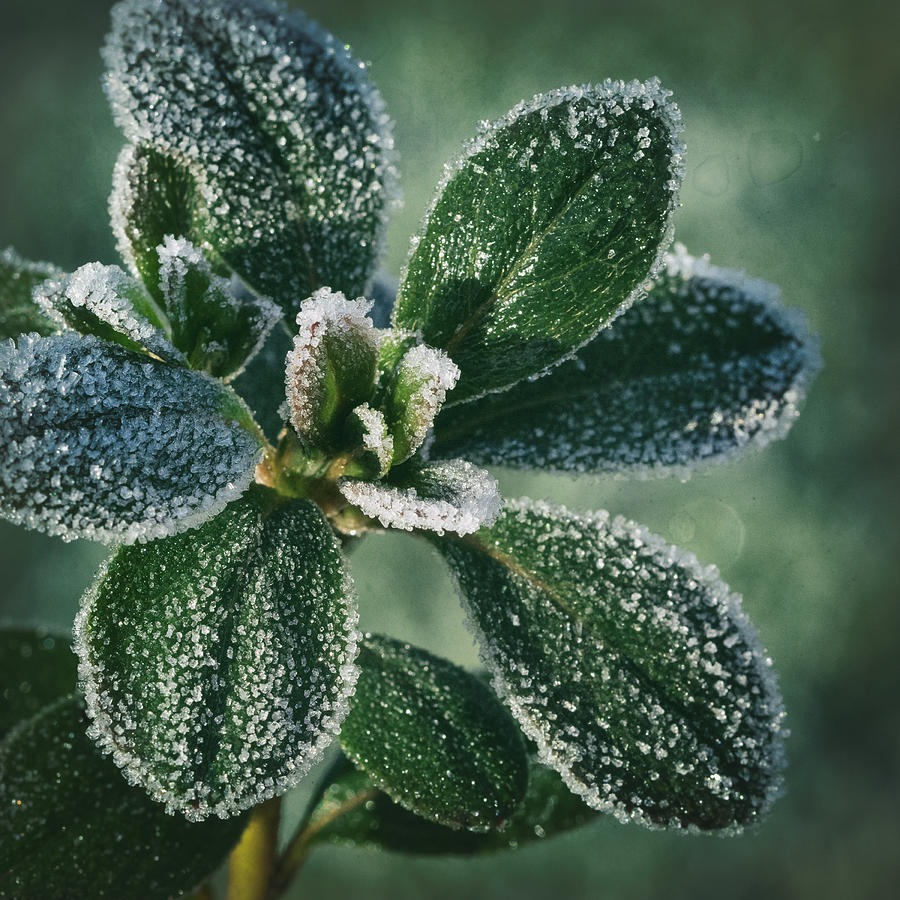 Frozen Green Leaves With Ice Crystals Photograph