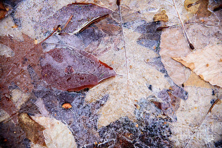 Frozen Ice Photograph by Alana Ranney