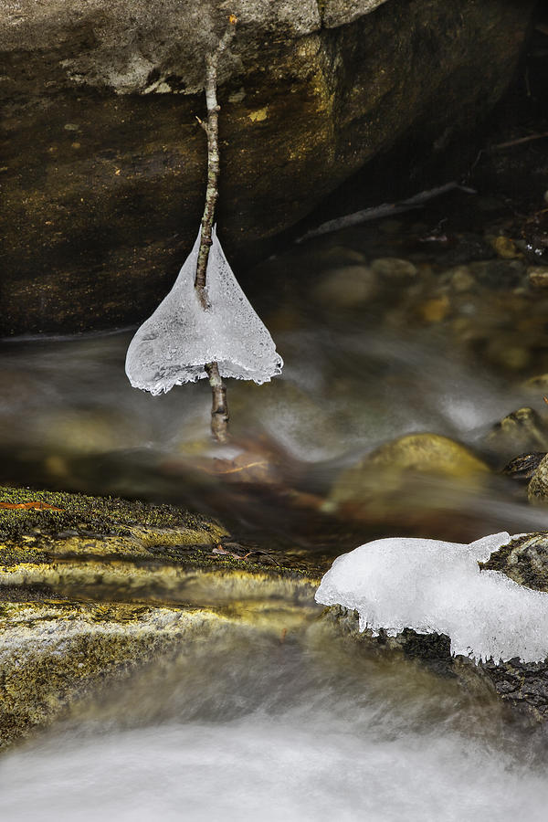 Ice Photograph - Frozen Ice Bells by Ken Barrett