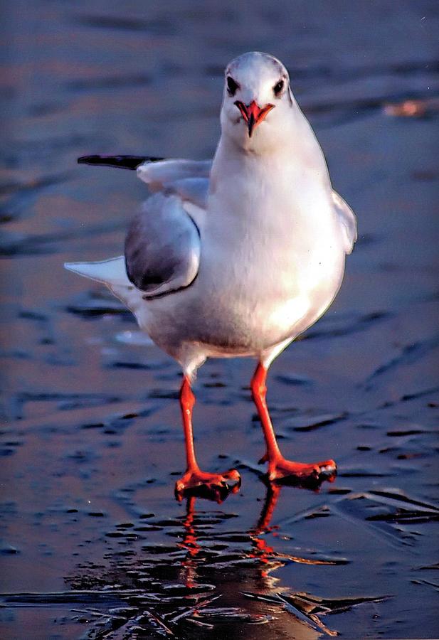Seagull Photograph - Frozen by John Hughes